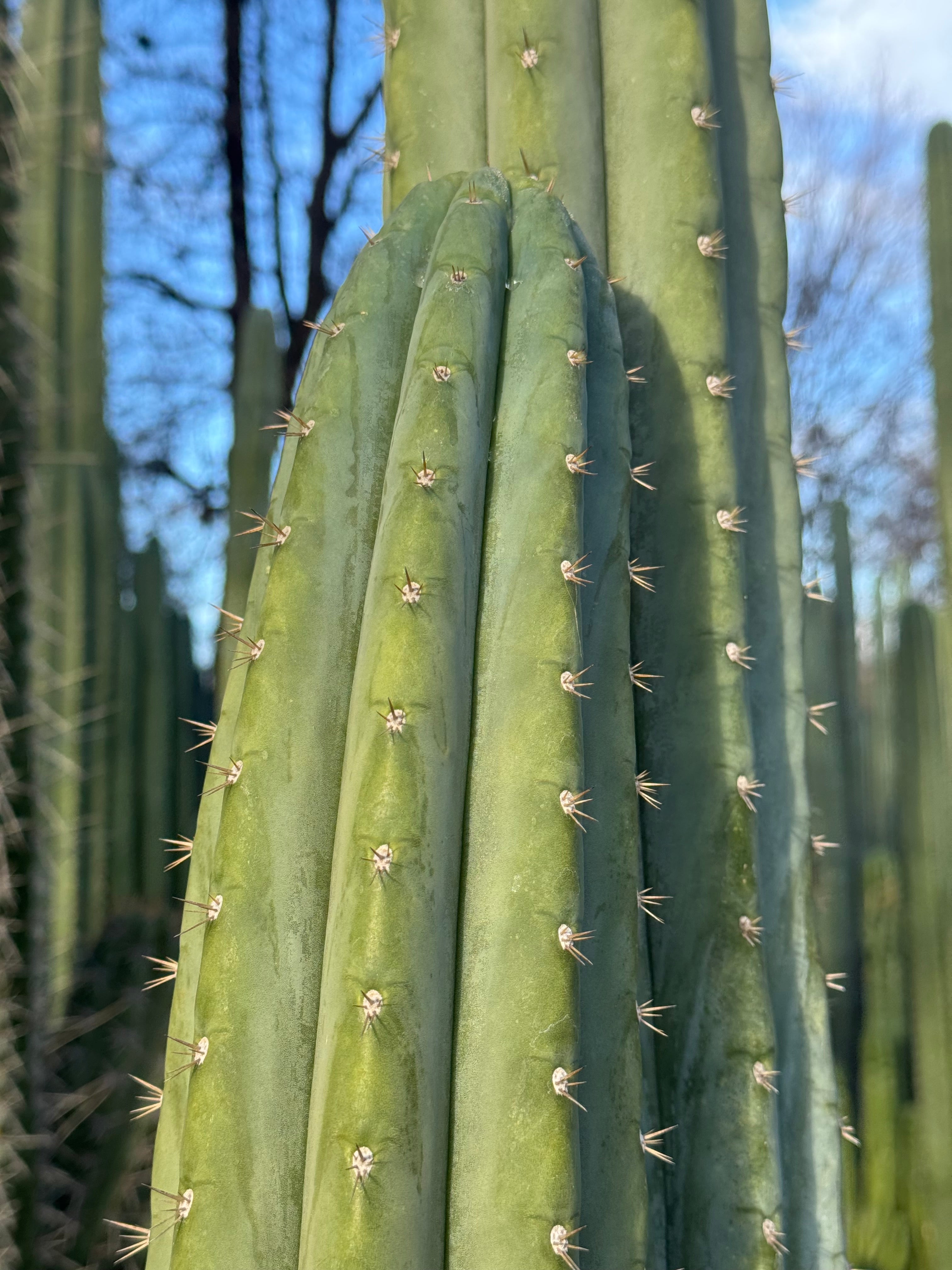 Cactus Affinity - BK09509.9 santa