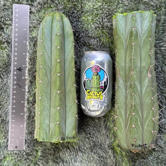 Verne’s Fastest aka Short Spine Peru