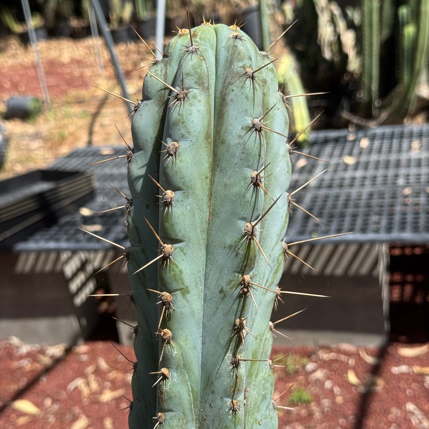 Verne’s Wild Andes #13