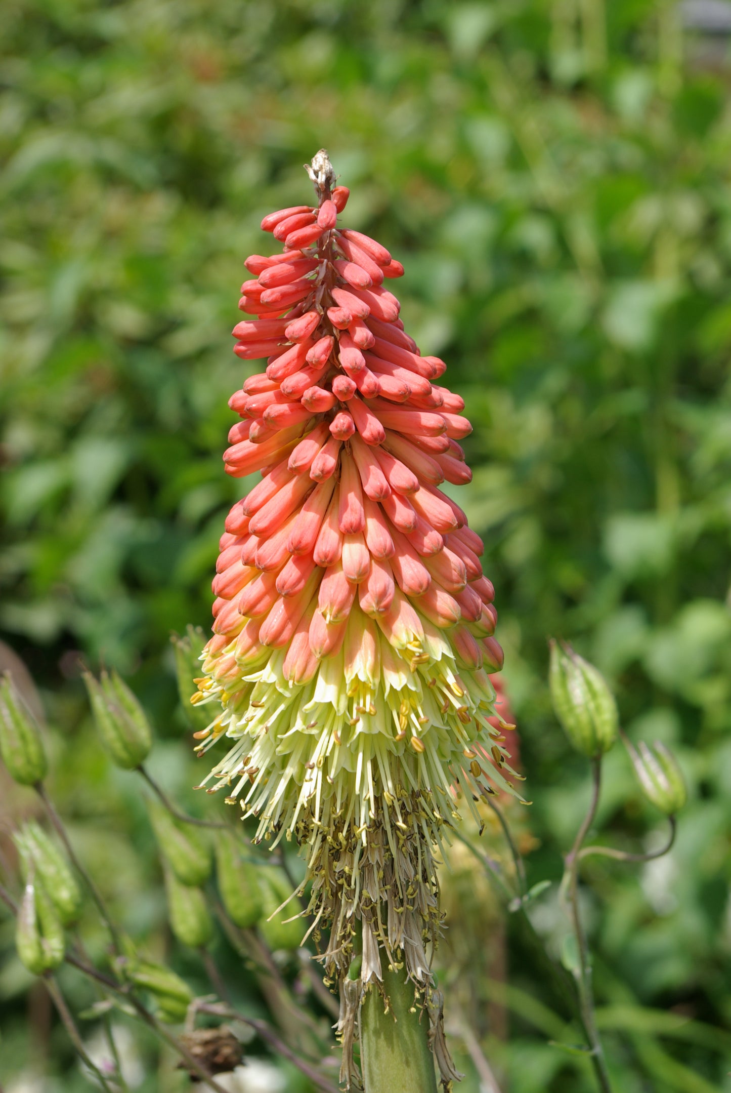 Kniphofia uvaria - local pickup