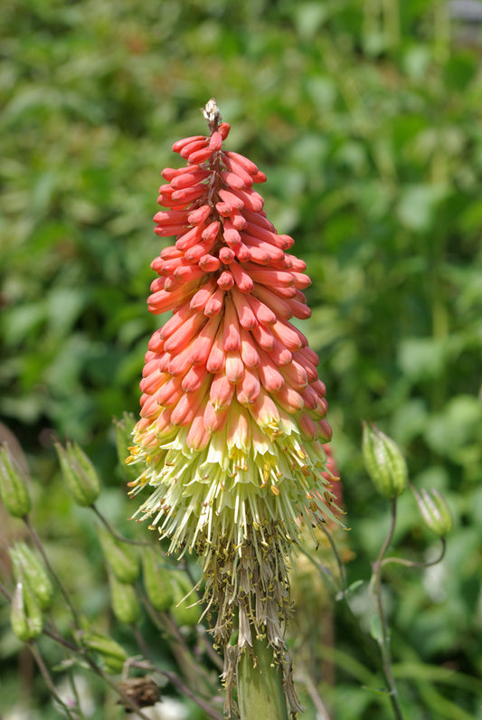 Kniphofia uvaria - local pickup