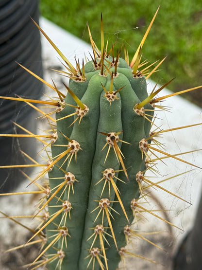 Verne’s Ressler’s cuzco