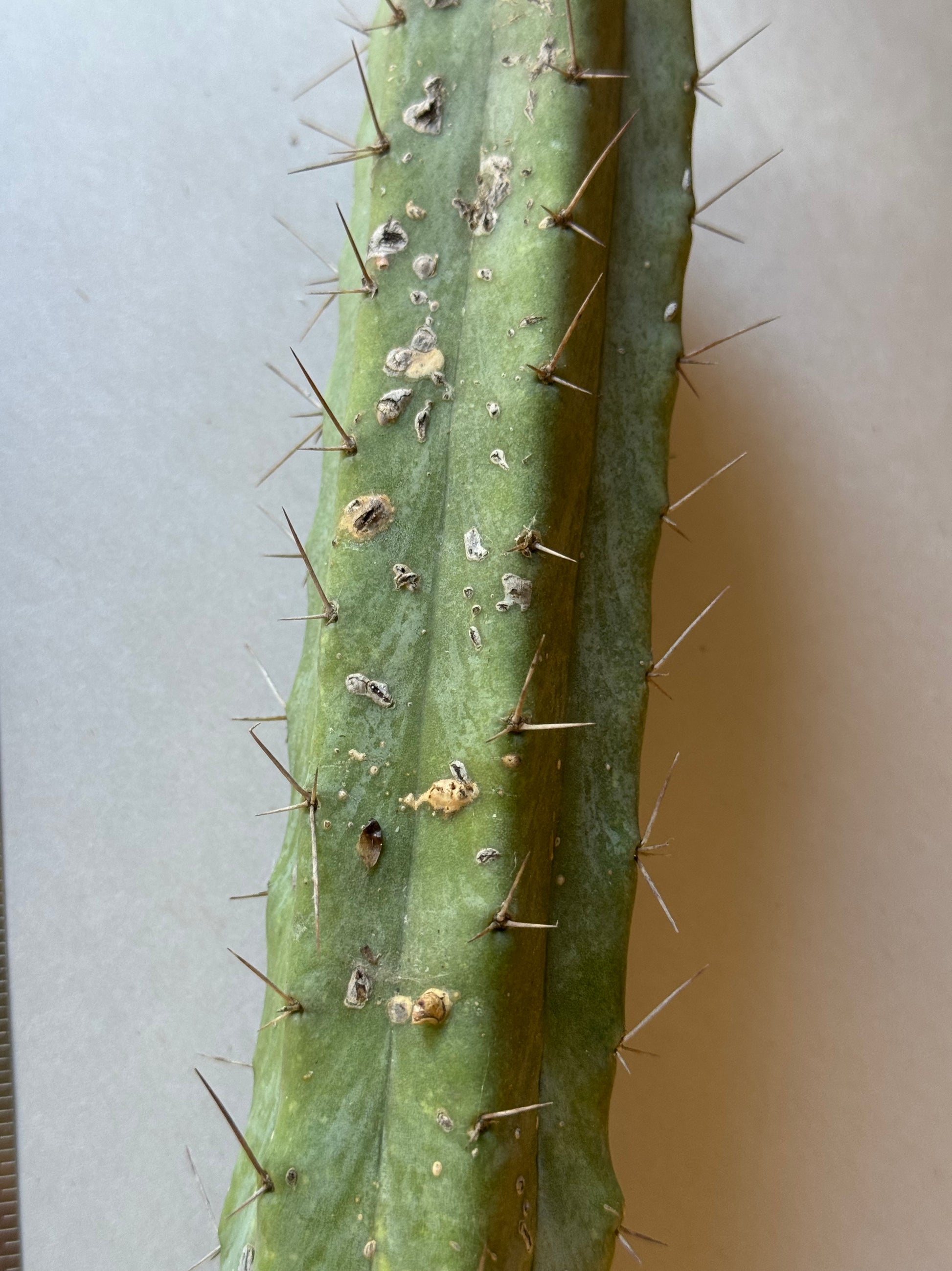 cactus kate san pedro bridge Cactus Kate