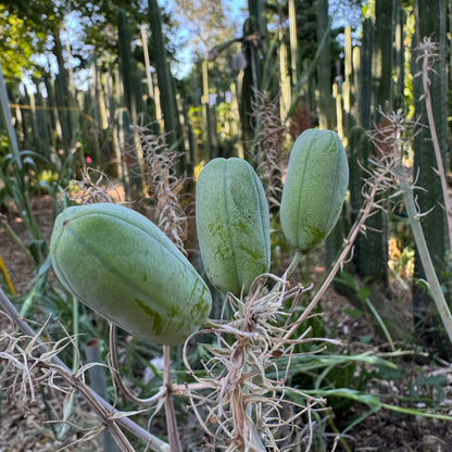 Aloe maculata