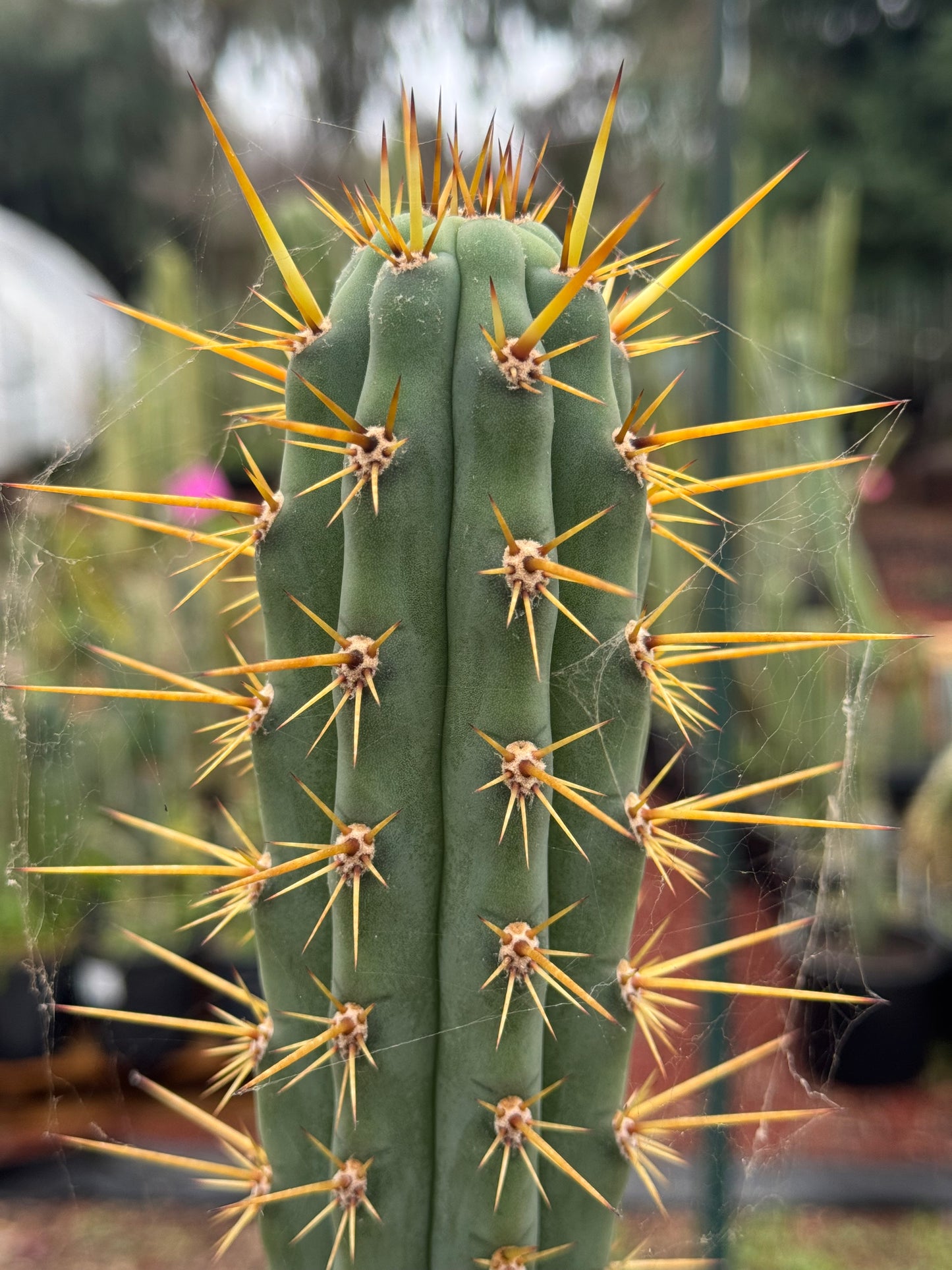 Verne’s Ressler’s cuzco