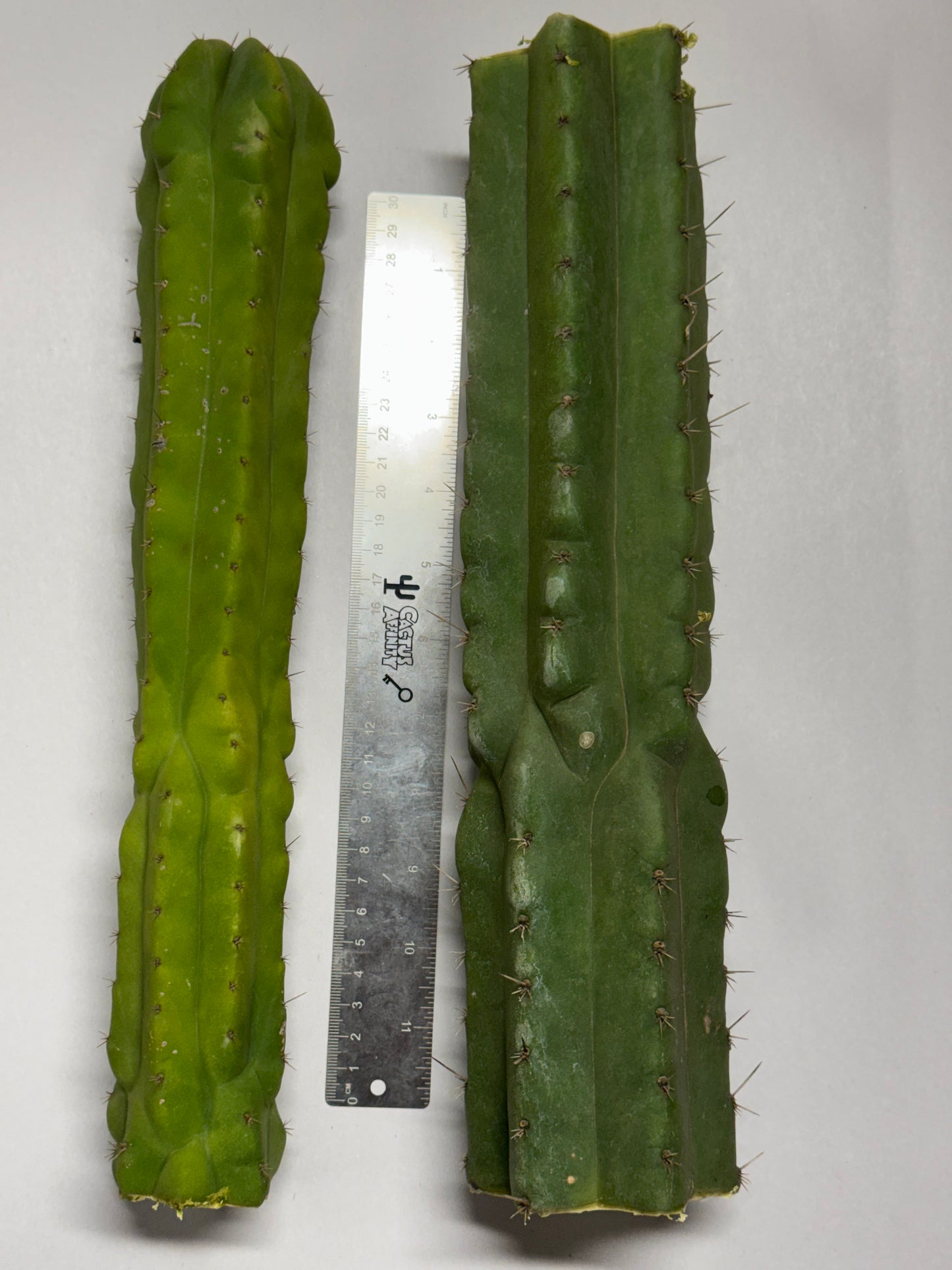 bulk box of cactuses