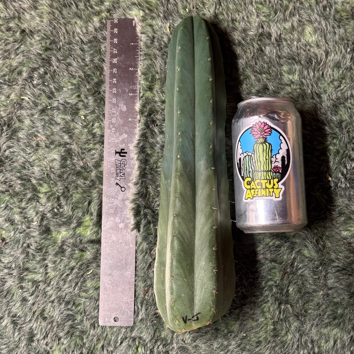 big box of cactuses - exact cactuses