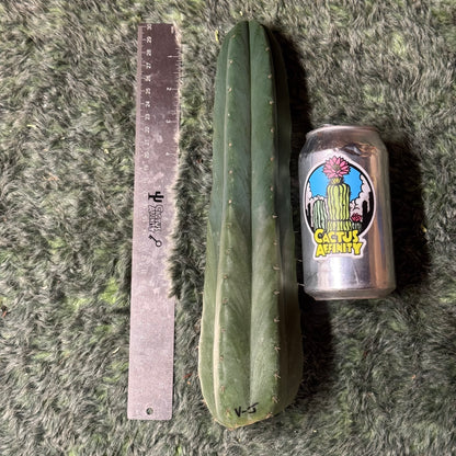 big box of cactuses - exact cactuses