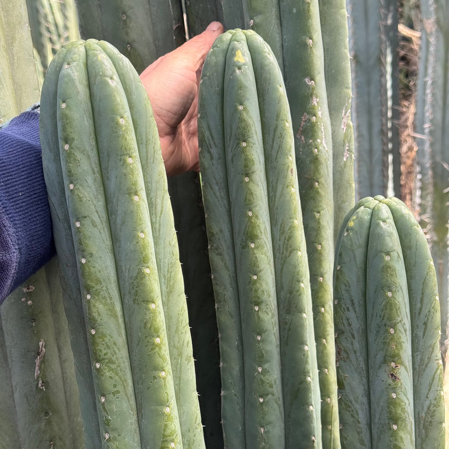 bulk cuttings - local pickup