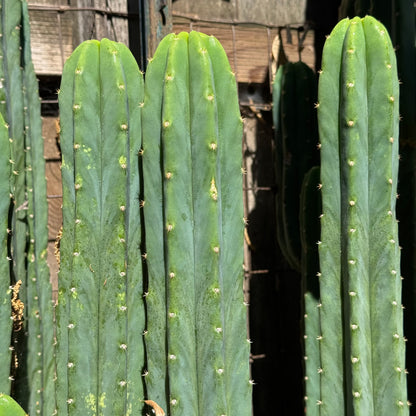 Verne's Cactus Kate pach