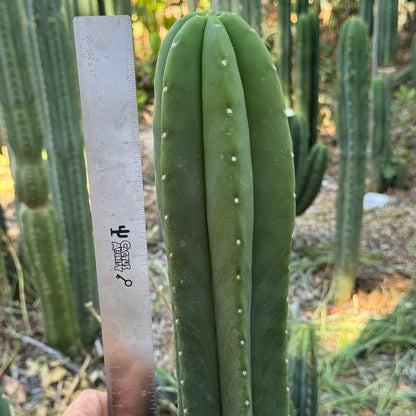 huarazensis x scop