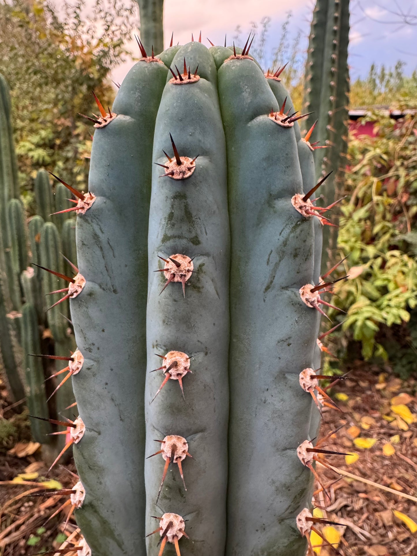 Verne’s Wild Andes aka IcarosDNA cuttings