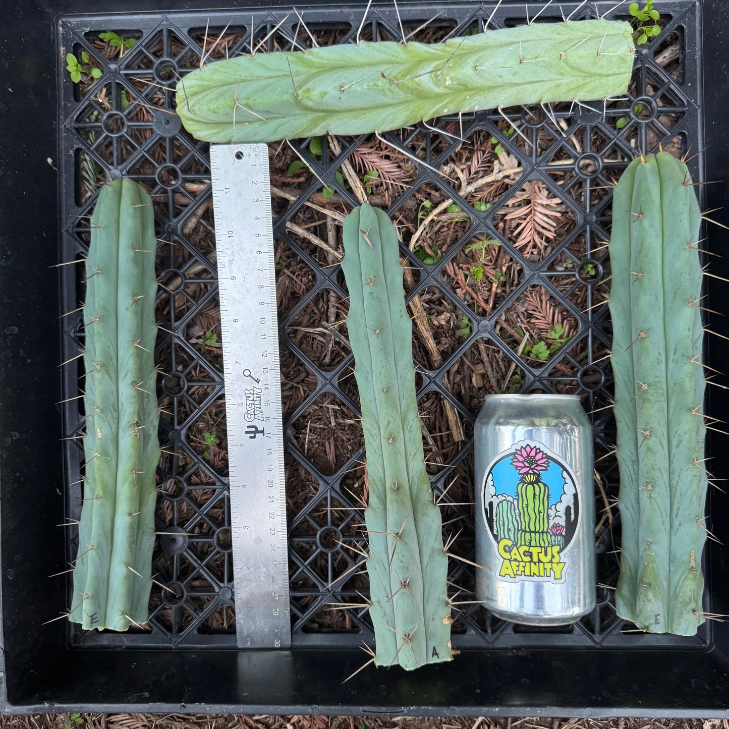 bridge cactus plants