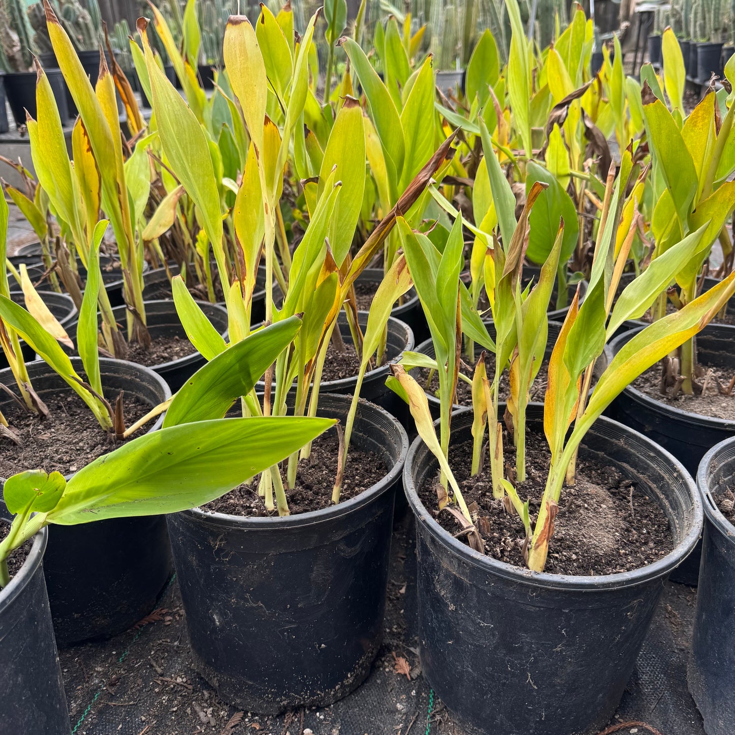 canna lily - local pickup