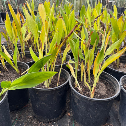 canna lily - local pickup