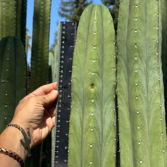 Daboart’s Giant
