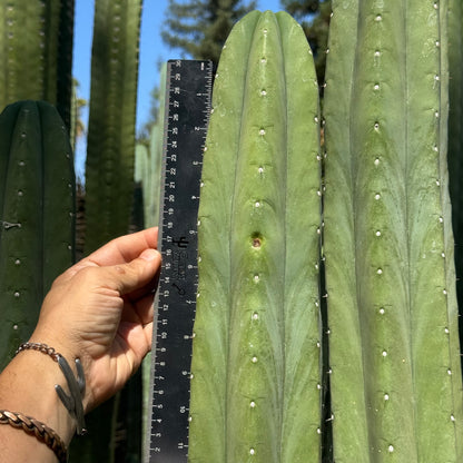 Daboart’s Giant
