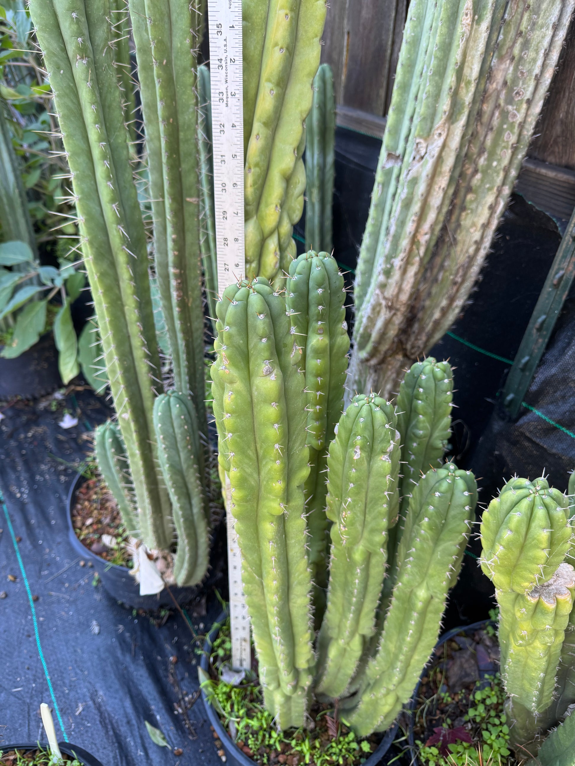san pedro cactus for sale nearby Cactus Affinity