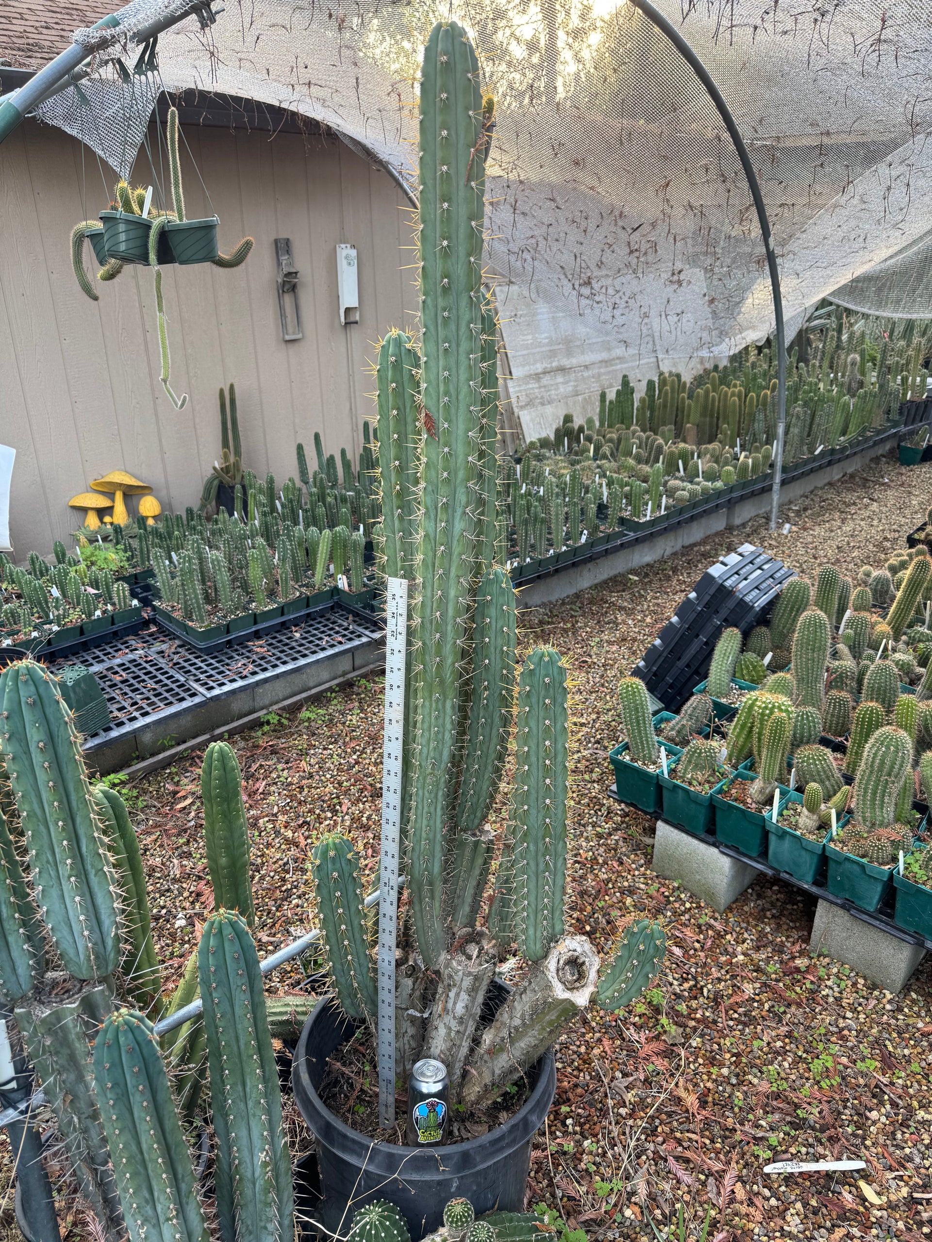 minigraph cactus Cactus Affinity