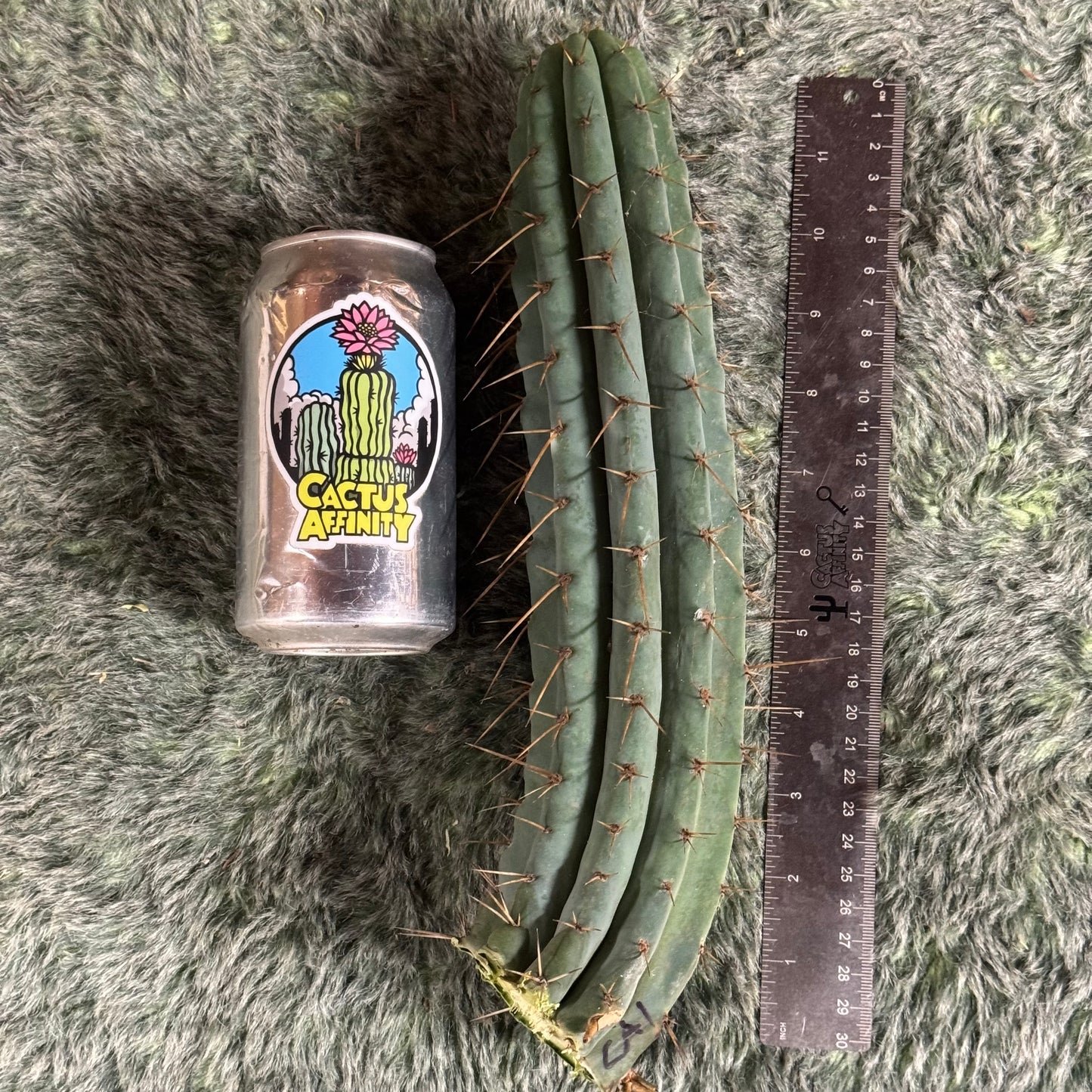 Sherman SCG1 / CA1 - free shipping