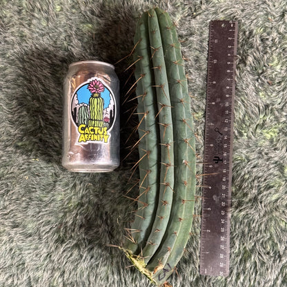 Sherman SCG1 / CA1 - free shipping