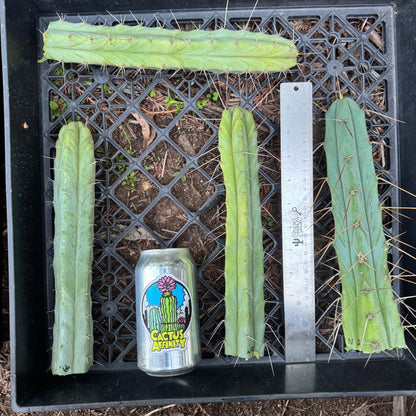 bridge cactus plants