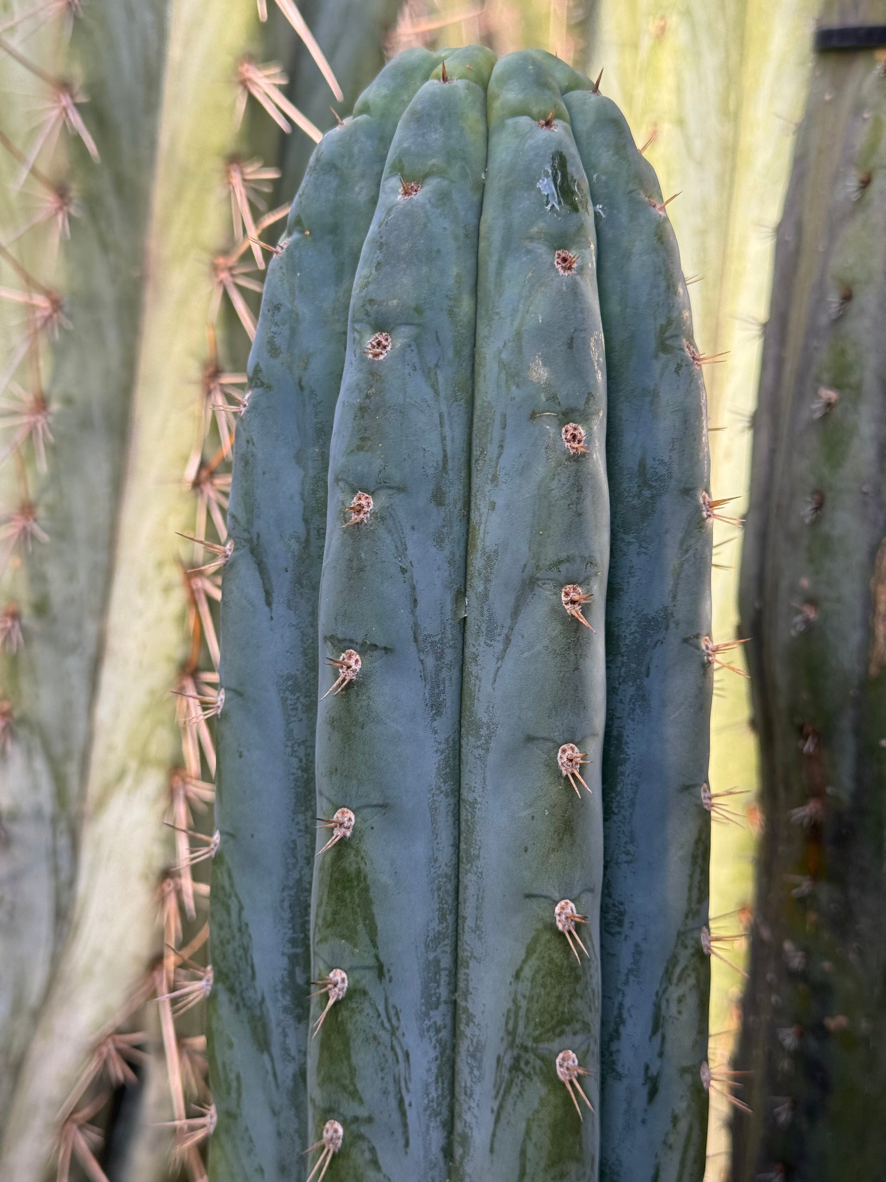 Cactus Affinity - BK09509.9 santa