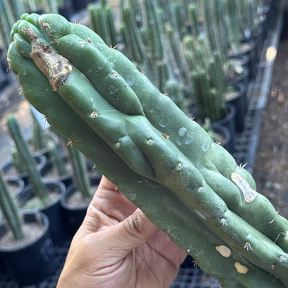 bulk box of cactuses