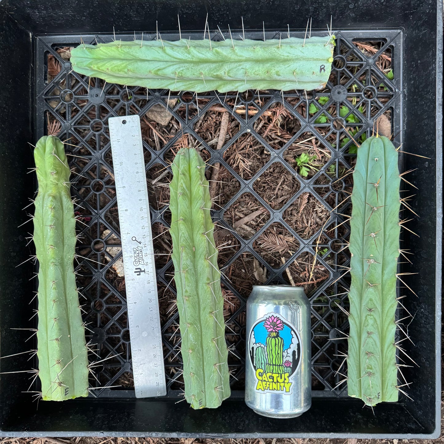 bridge cactus plants