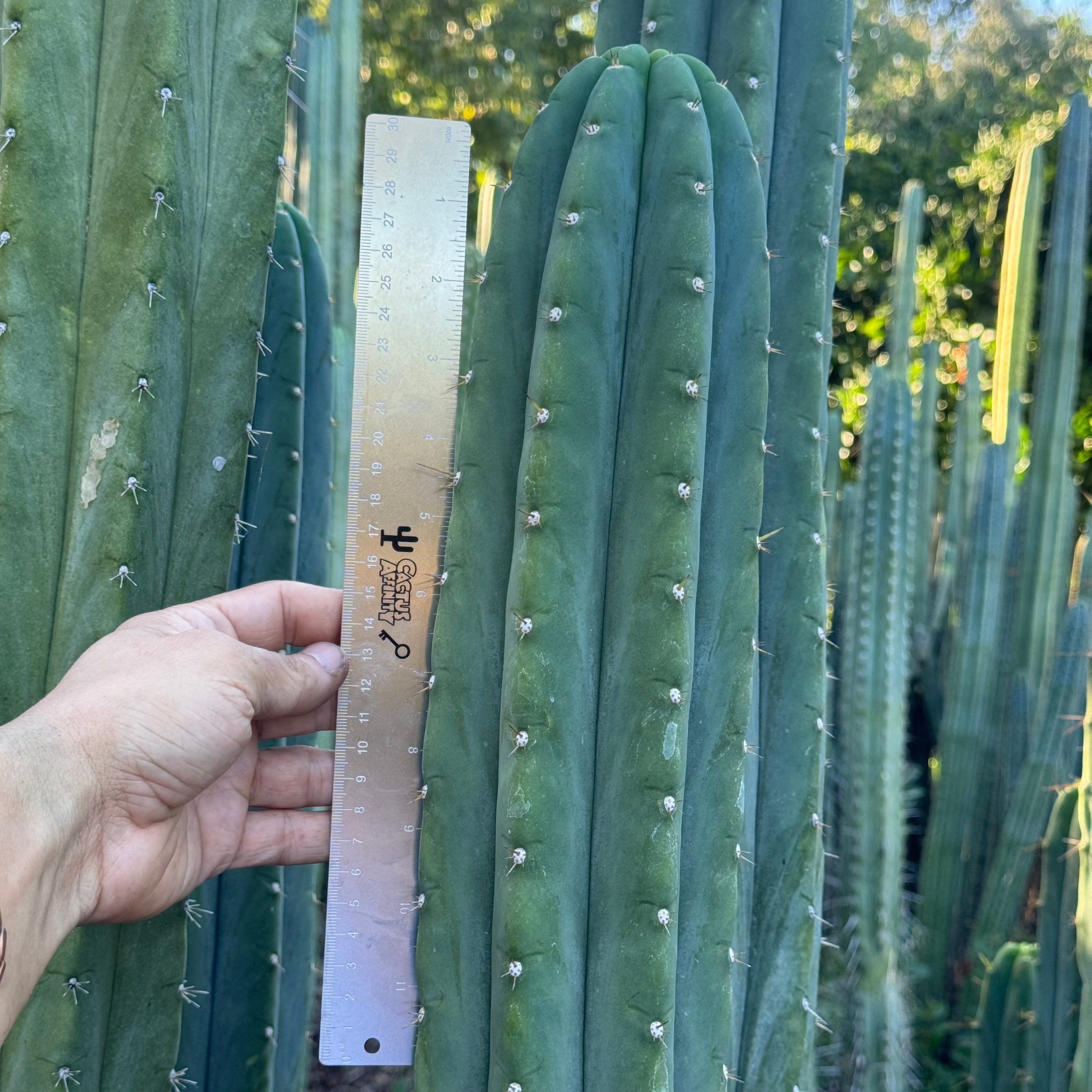 Cactus Affinity - Verne's Fastest - local pick up