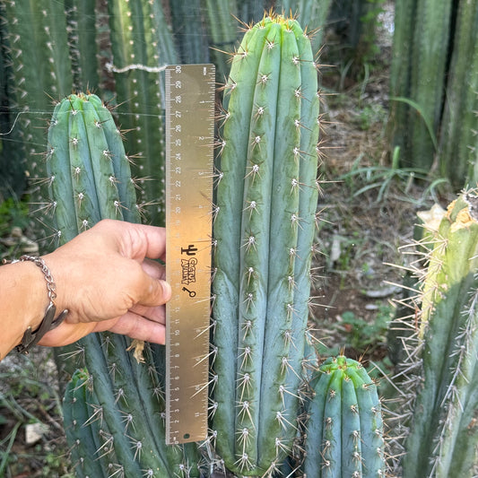 peru - Verne’s Cactus Kate KK242