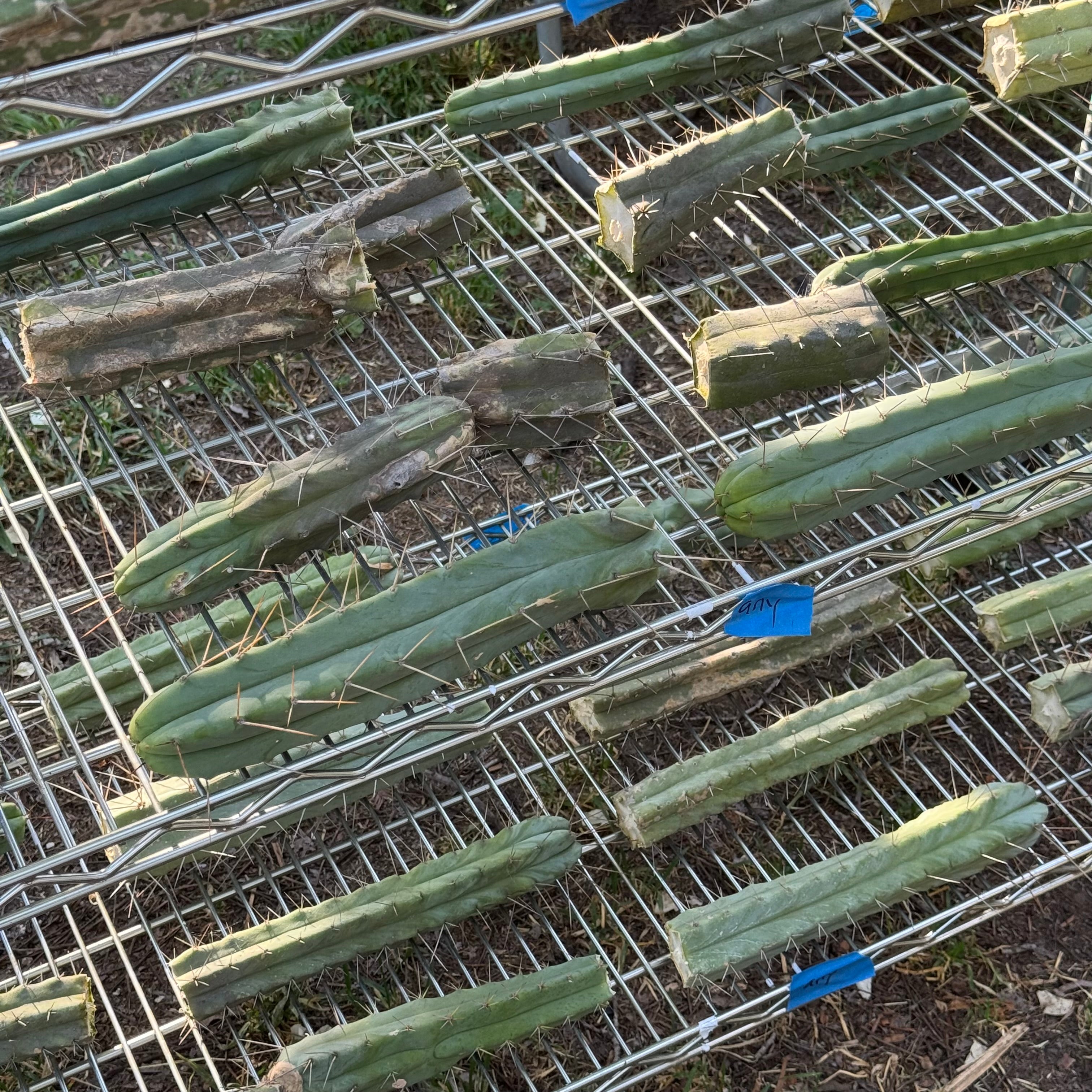 Cactus Affinity - bulk box of cactuses