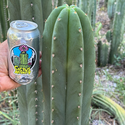 san pedro cactus tbi Cactus Affinity