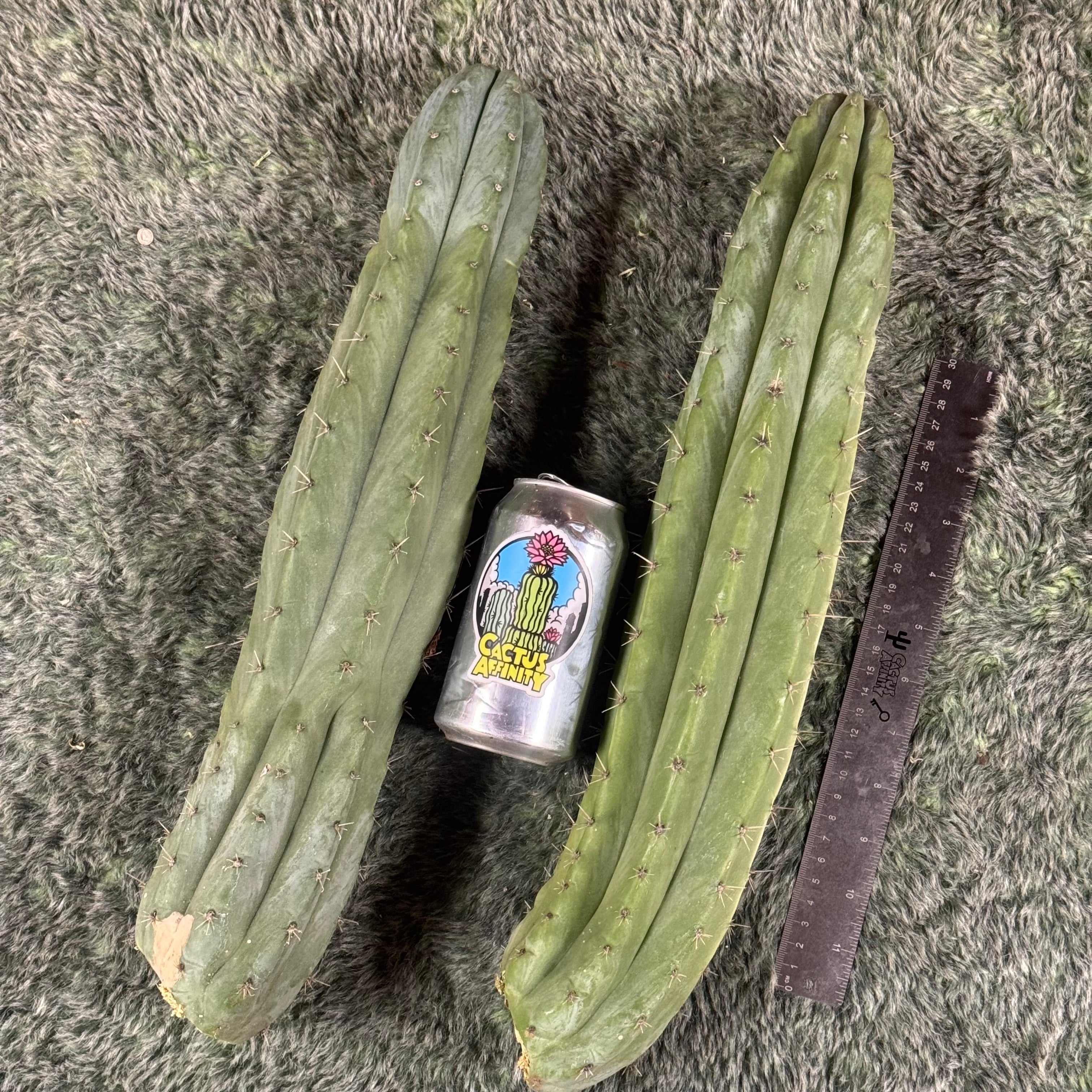 Cactus Affinity - Verne's Fastest aka Short Spine Peru