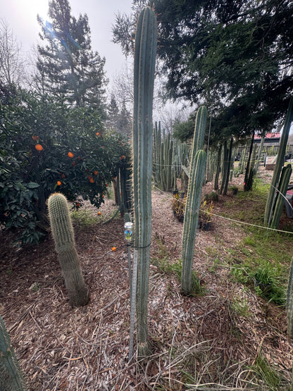 peru - Verne’s Cactus Kate KK242 - local pickup