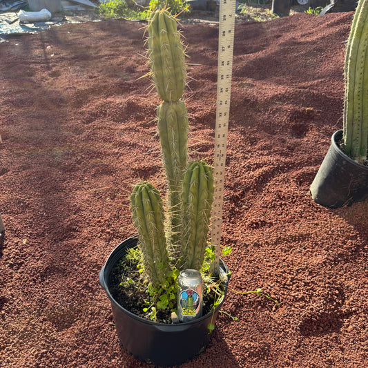 chiloensis x bridge