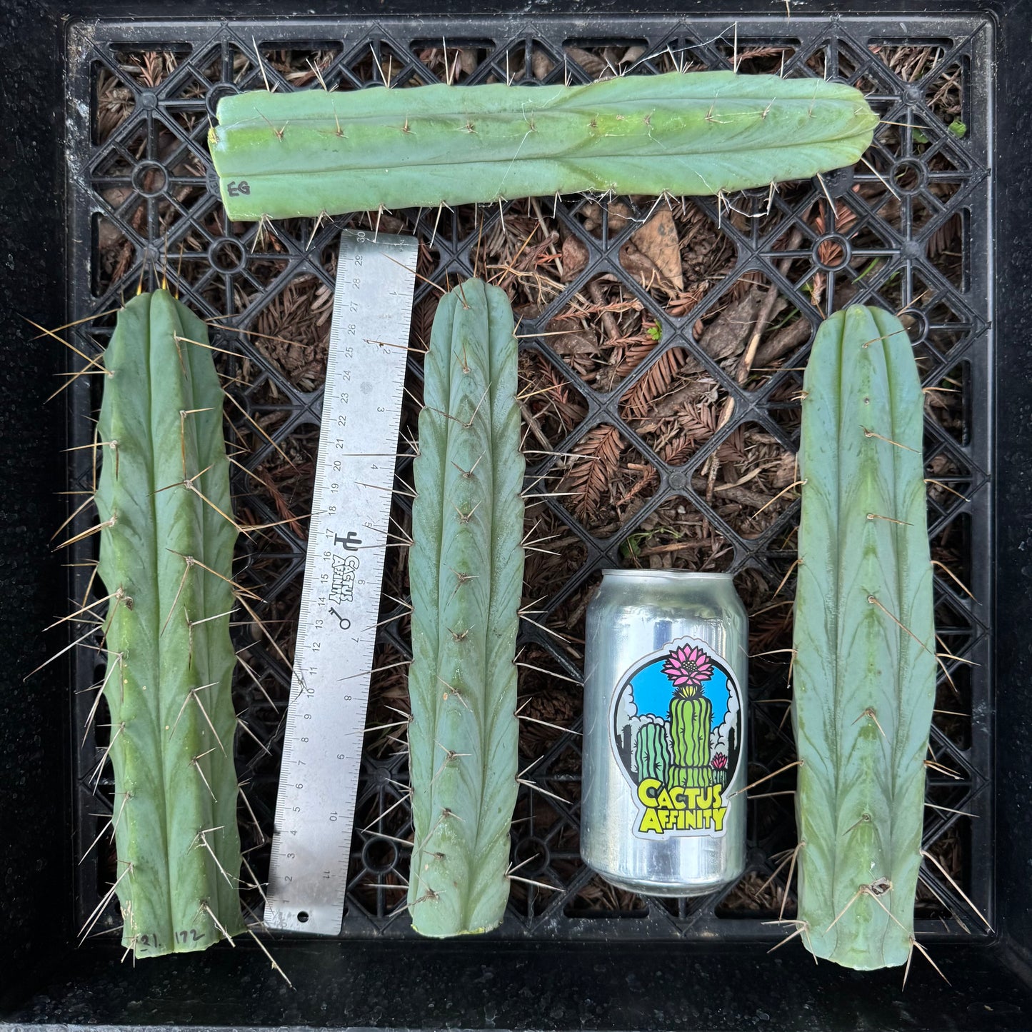 bridge cactus plants