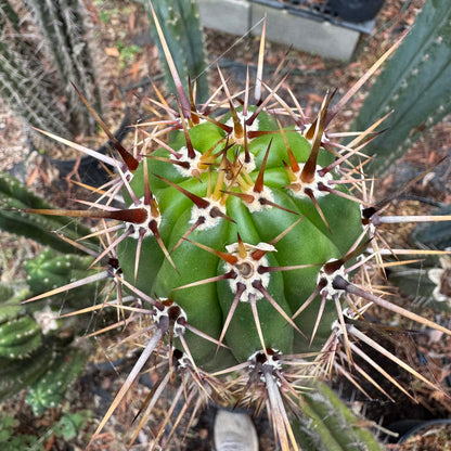 taquimbalensis - local pickup