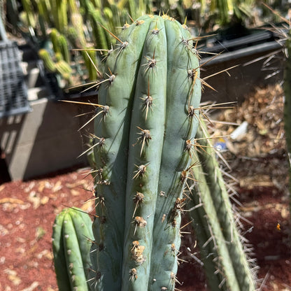 Verne’s Wild Andes #13