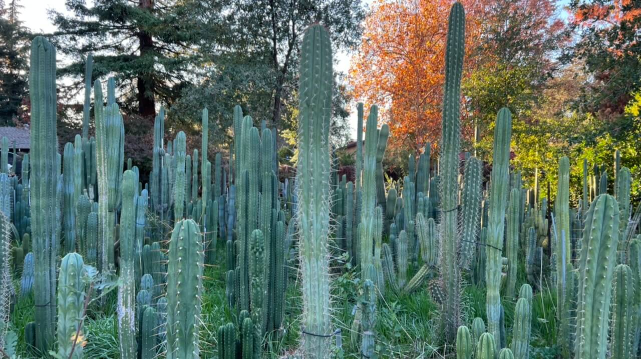 Load video: many columnar cactuses growing in a field with a sprinkler watering them