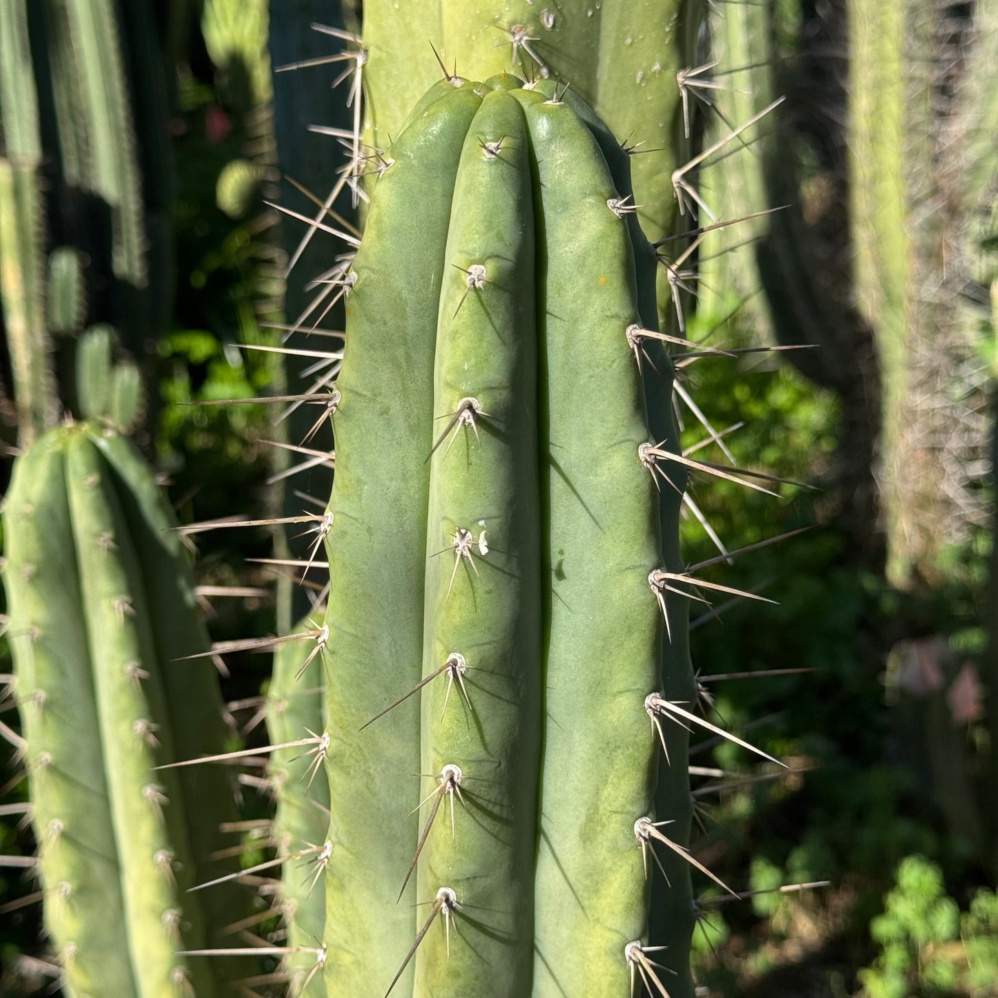 Vernes 2006 KK seeds- JS397