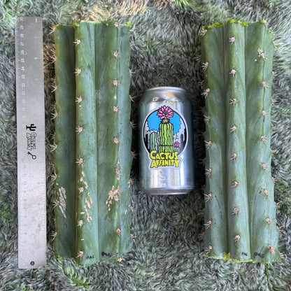 mac-pac ‘Big Bluey’ x ‘Croydon’ JS125