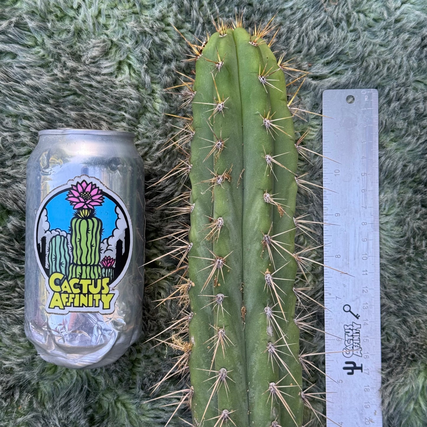 Kimura’s Spiny Giant KSG