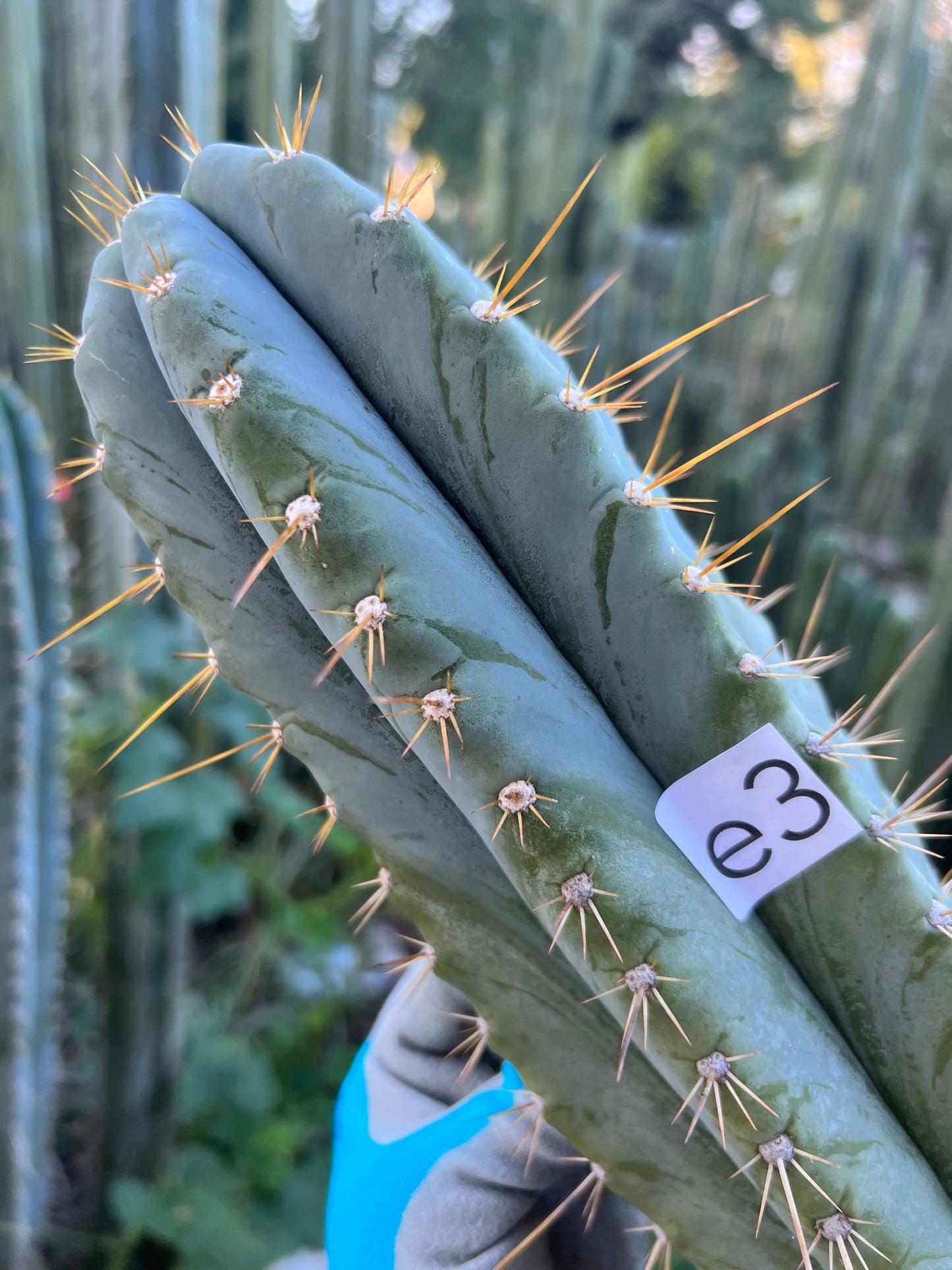 Rimac Monstrous Cactus -  free shipping