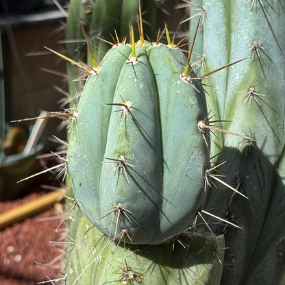 Verne’s Wild Andes #8