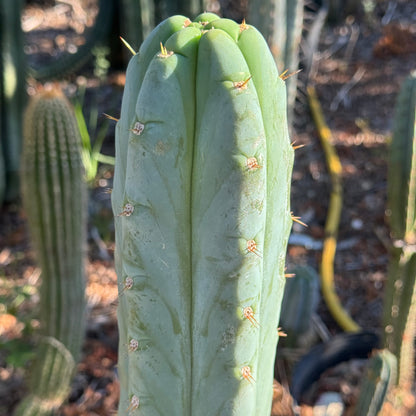huanu - Poots
