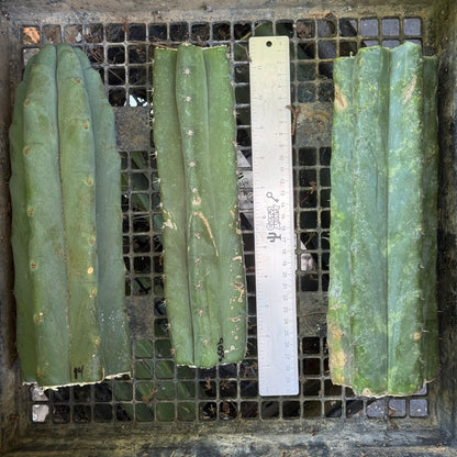 big box of cactuses - free shipping