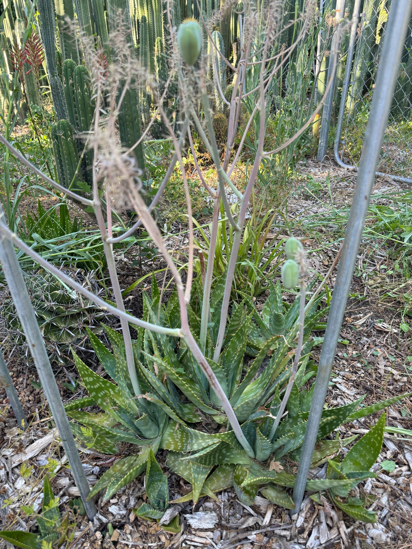 Aloe maculata