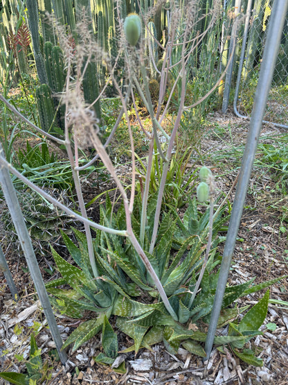 Aloe maculata