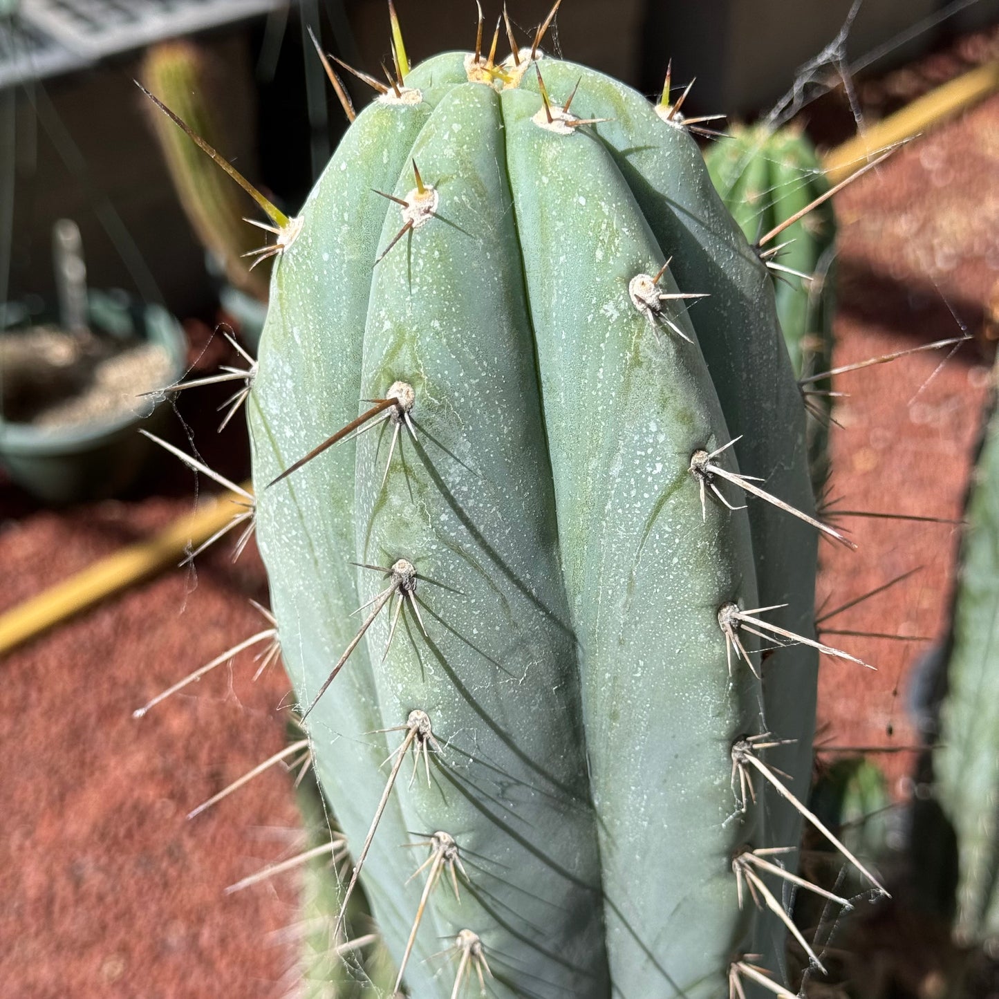 Verne’s Wild Andes #8